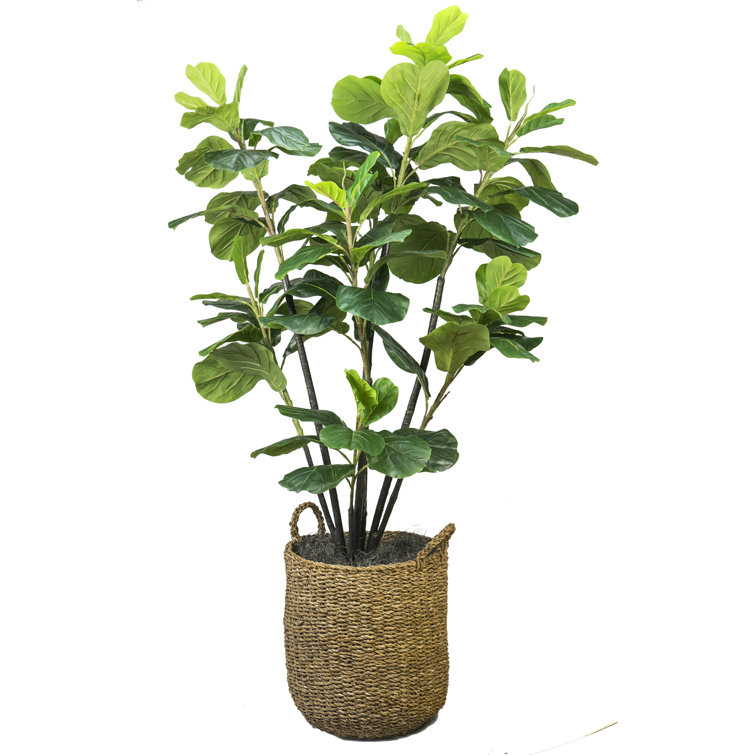 Fiddle Leaf Fig Tree with Basket & Reviews Birch Lane
